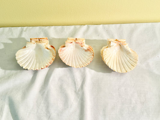 Set of 12 Shell Serving Dishes