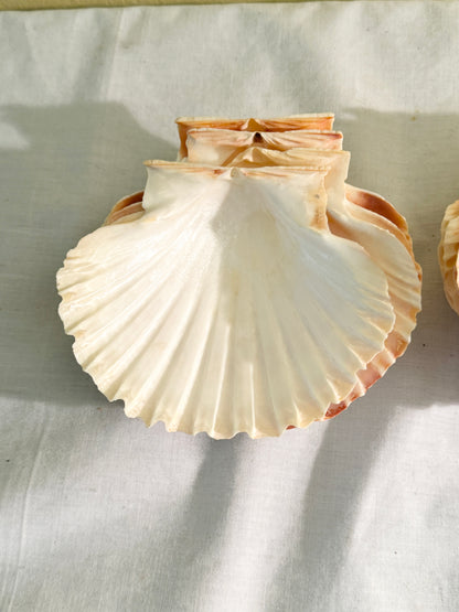 Set of 12 Shell Serving Dishes