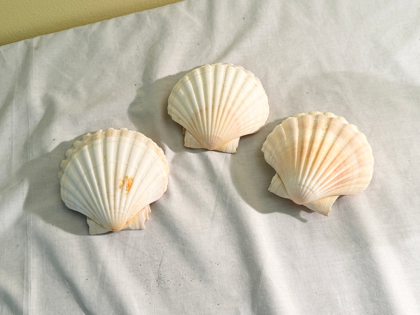 Set of 12 Shell Serving Dishes